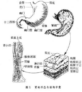 胃 胃