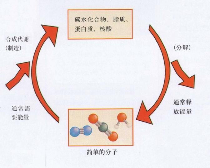 新陳代謝 新陳代謝