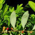 阿拉伯茶