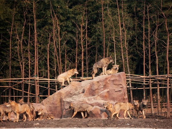 上海野生動物園 上海野生動物園