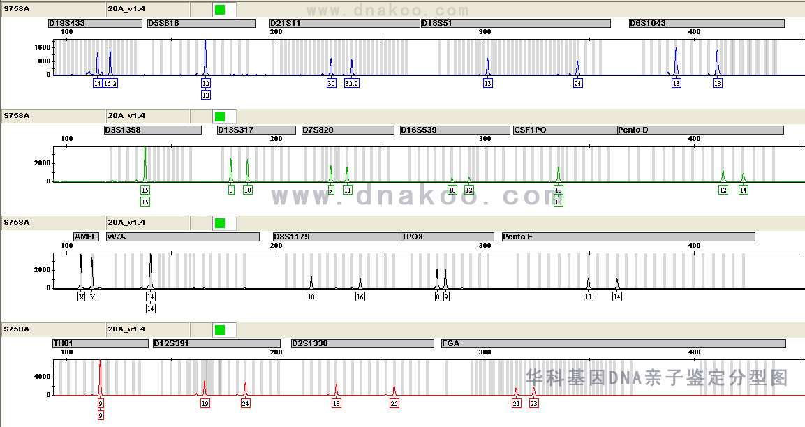 dna親子鑑定分型圖譜