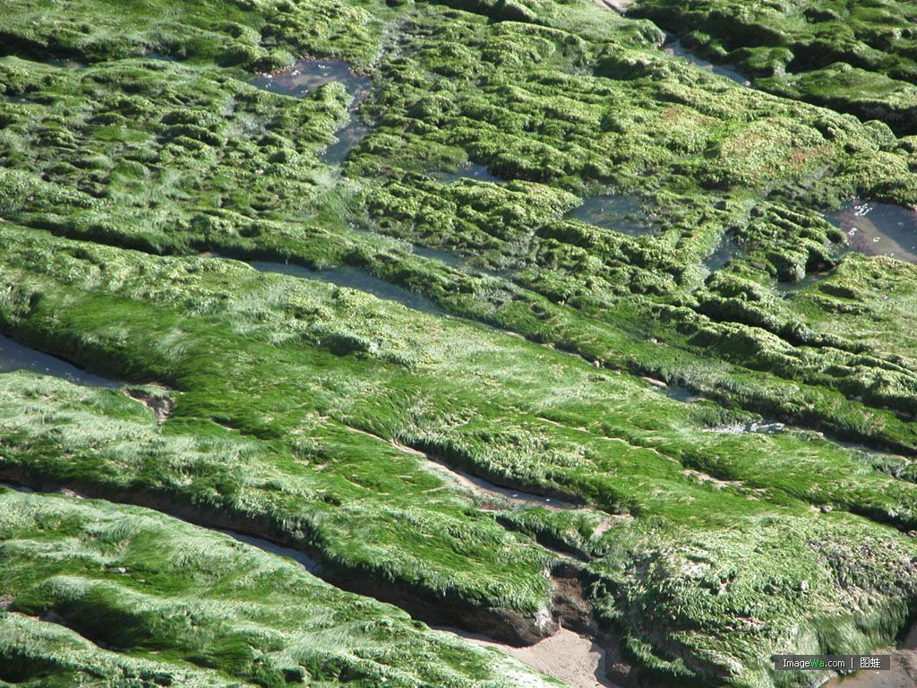 苔蘚生長地 苔蘚生長地