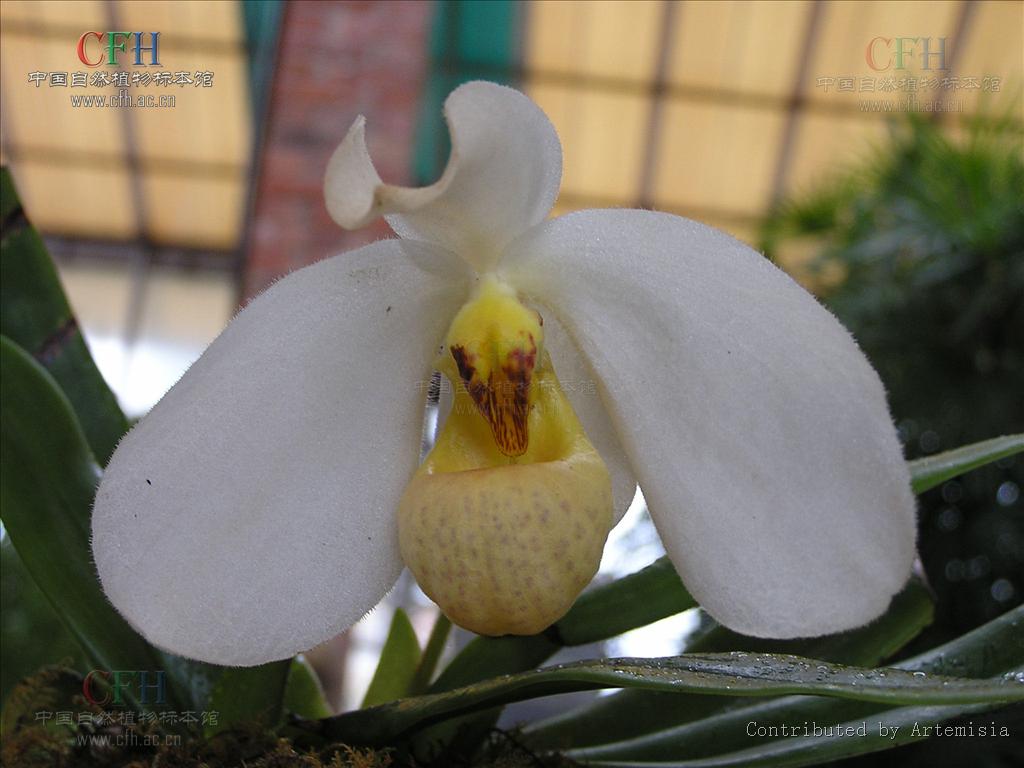白花兜蘭 白花兜蘭