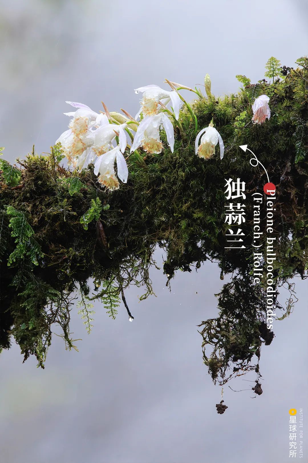 四川滎經：雲上仙城！