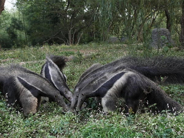 上海野生動物園 上海野生動物園