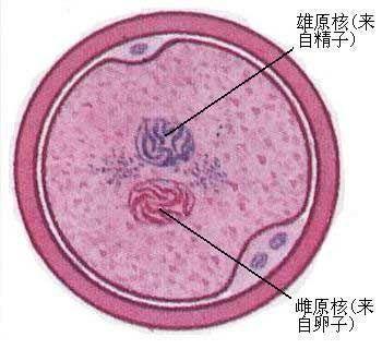 形成受精卵 形成受精卵