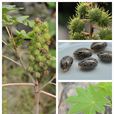 蓖麻(大戟目大戟科植物)