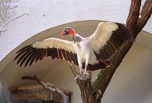 國鳥 國鳥
