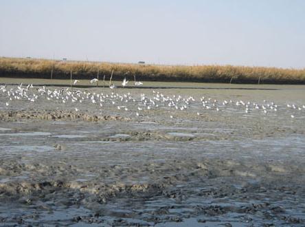 賽里木湖濕地 賽里木湖濕地