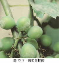 葡萄(葡萄屬植物) 葡萄(葡萄屬植物)