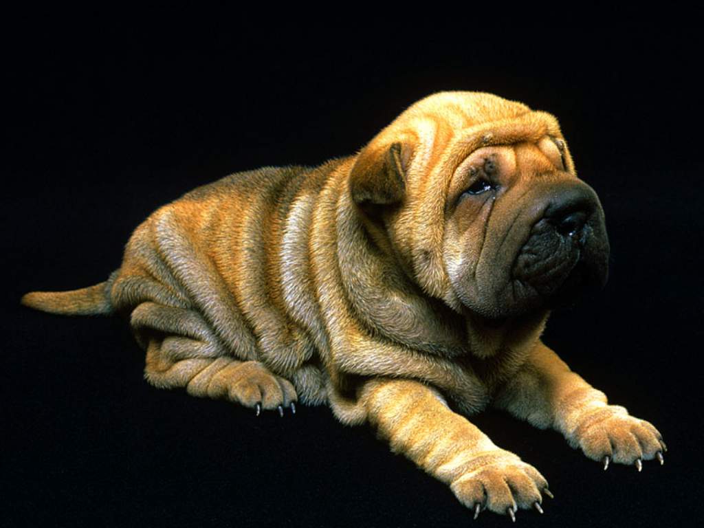 沙皮犬 沙皮犬