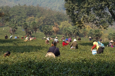 廬山雲霧茶 廬山雲霧茶