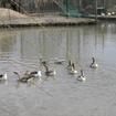 江西修河國家濕地公園(修河國家濕地公園)