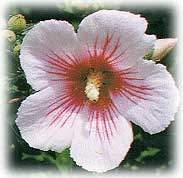 韓國國花——木槿花 韓國國花——木槿花