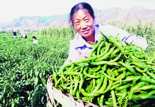仁和區農業收穫 仁和區農業收穫