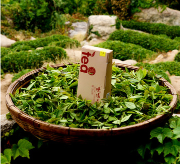 曉陽春
