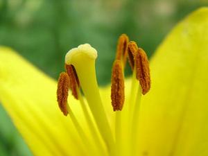 花葯 花葯