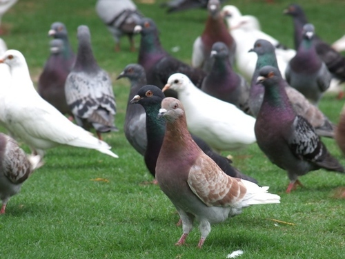 鴿子(鳩鴿科鴿屬鳥類統稱) 鴿子(鳩鴿科鴿屬鳥類統稱)