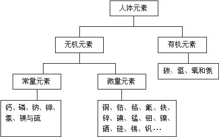 人體元素 人體元素