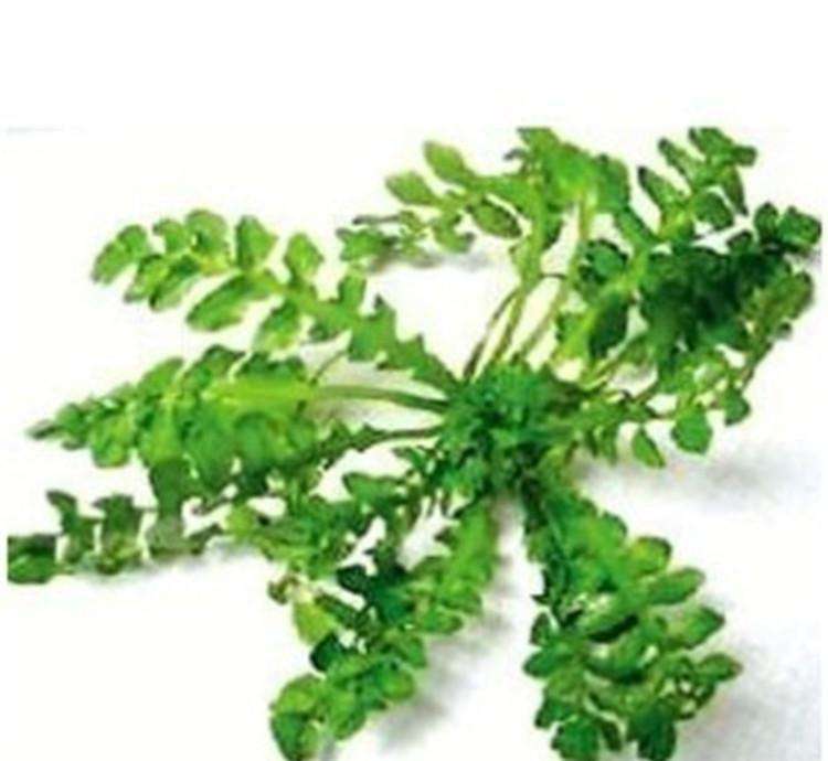 薺菜葉 薺菜葉