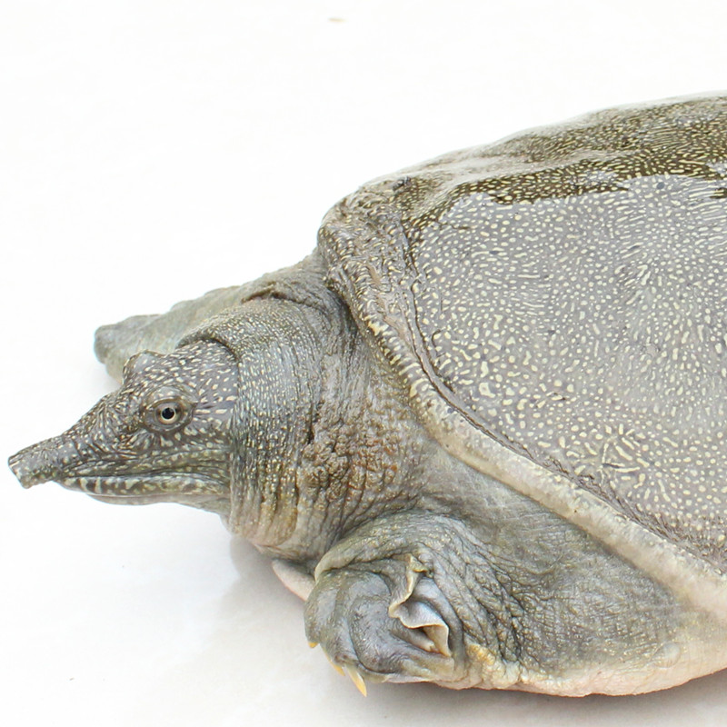 甲魚頭部特徵 甲魚頭部特徵