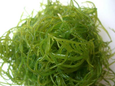 可食用海蘿 可食用海蘿