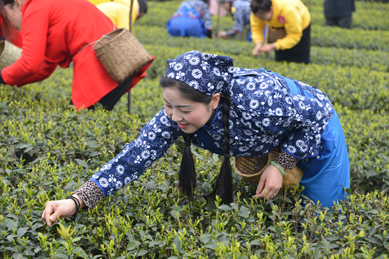 雅茶雅女（2017採茶節）鐘向榮 攝