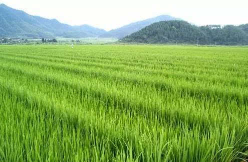 樂安縣農業 樂安縣農業