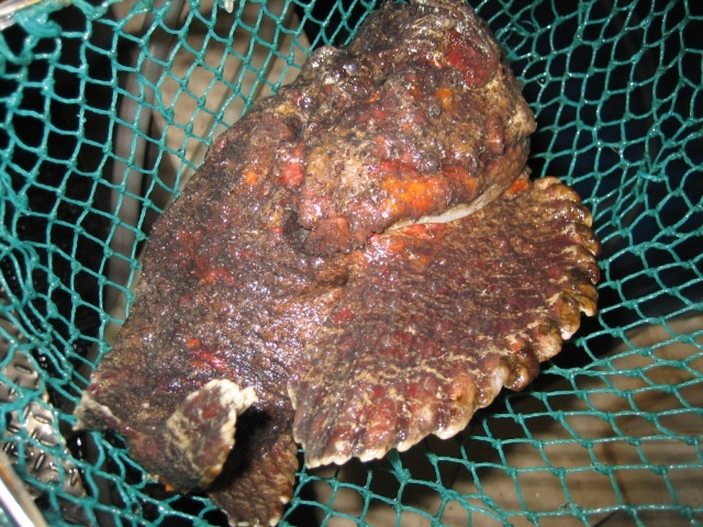 石頭魚 石頭魚