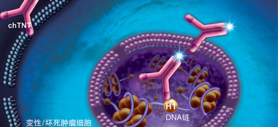 細胞核 細胞核