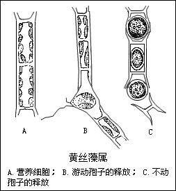 藻類 圖示 藻類 圖示