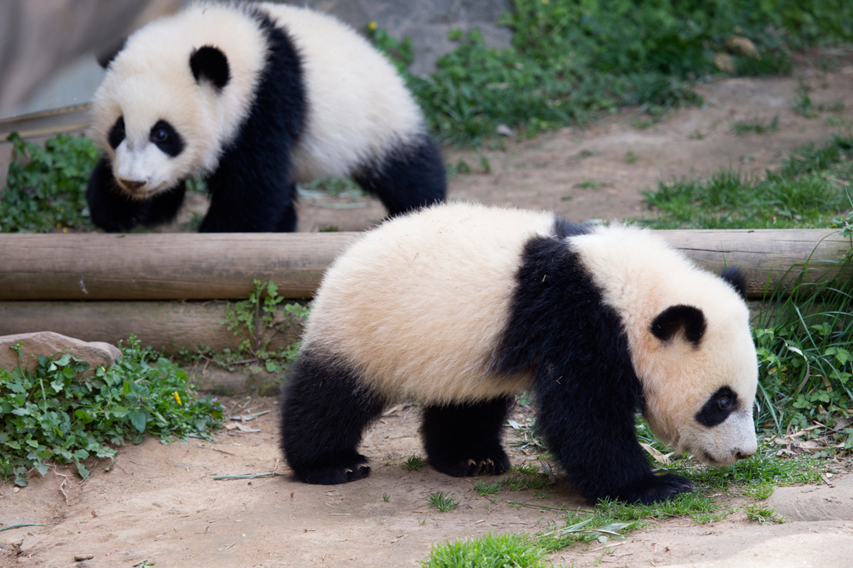 亞特蘭大動物園熊貓雙胞胎 亞特蘭大動物園熊貓雙胞胎