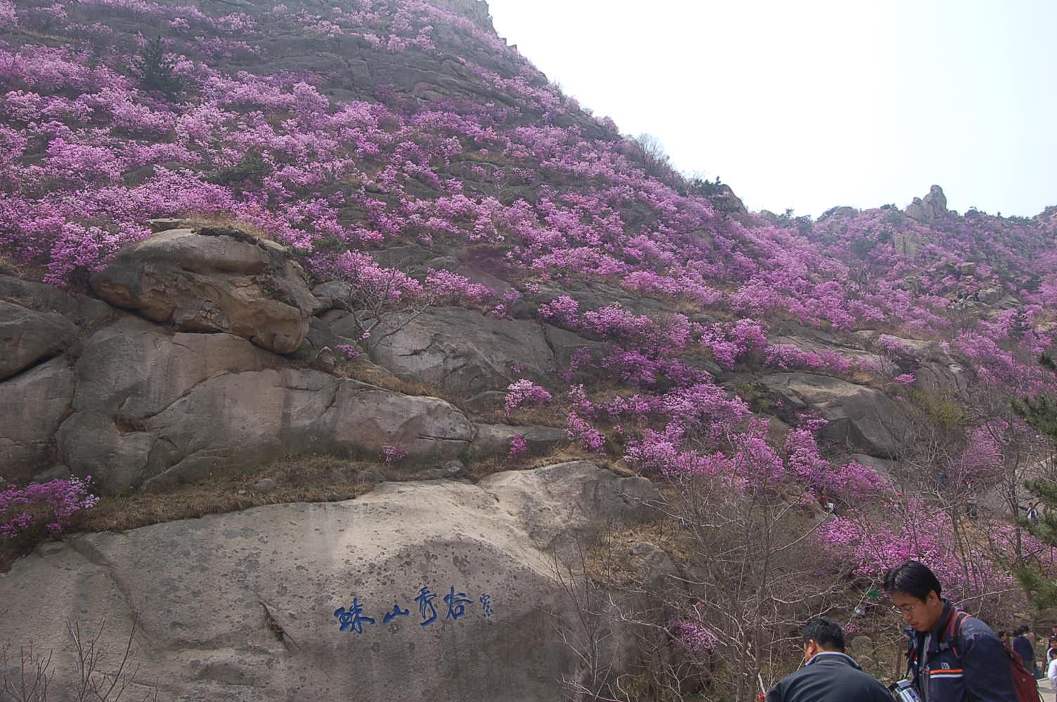 珠山(珠山)