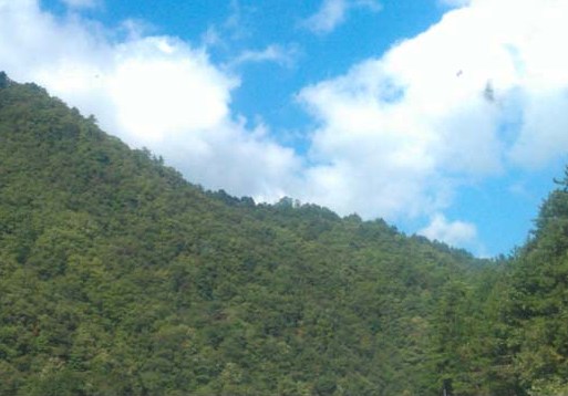 鳳凰崗生態園 鳳凰崗生態園