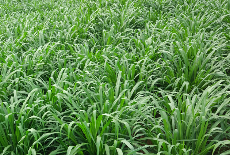 增潤草 增潤草