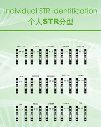 dna親子鑑定分型