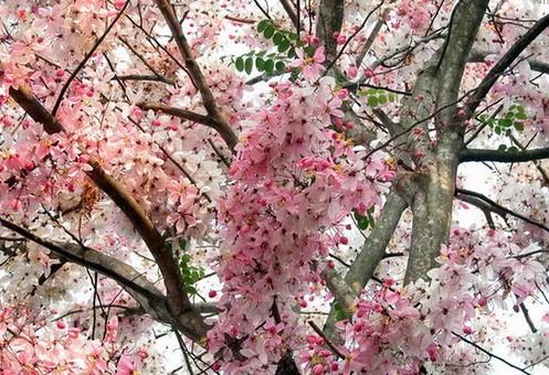 花旗木 花旗木