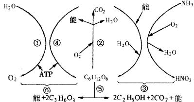 新陳代謝 新陳代謝