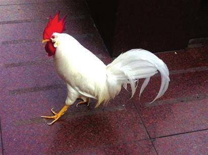 元寶雞