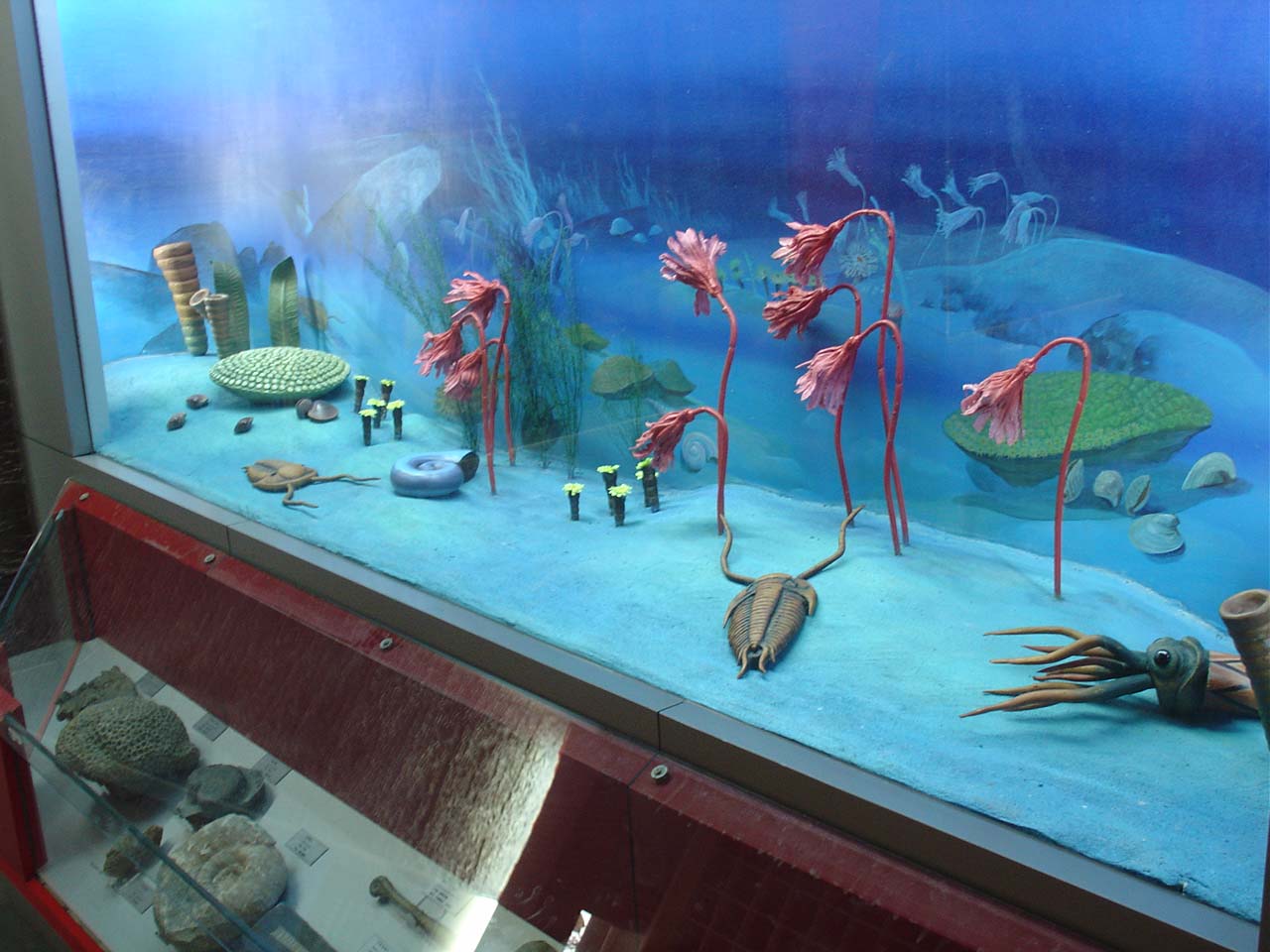 海洋原生動物模型 海洋原生動物模型