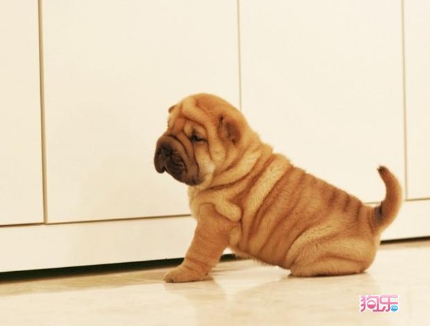 沙皮犬 沙皮犬