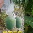 黑香芒果