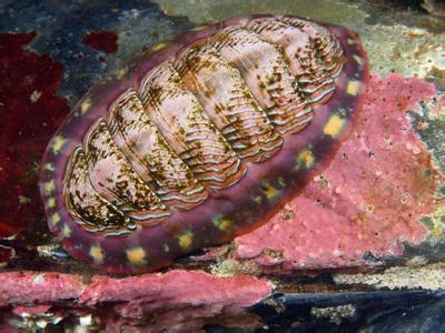 海洋生物(生物學術語) 海洋生物(生物學術語)