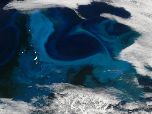 南極洲附近的浮游生物 南極洲附近的浮游生物