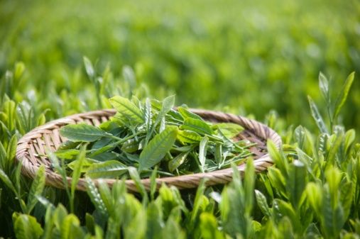 綠茶 綠茶