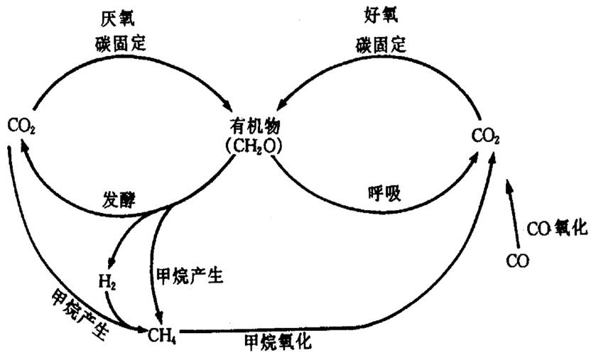 碳的生物地球化學循環圖 碳的生物地球化學循環圖