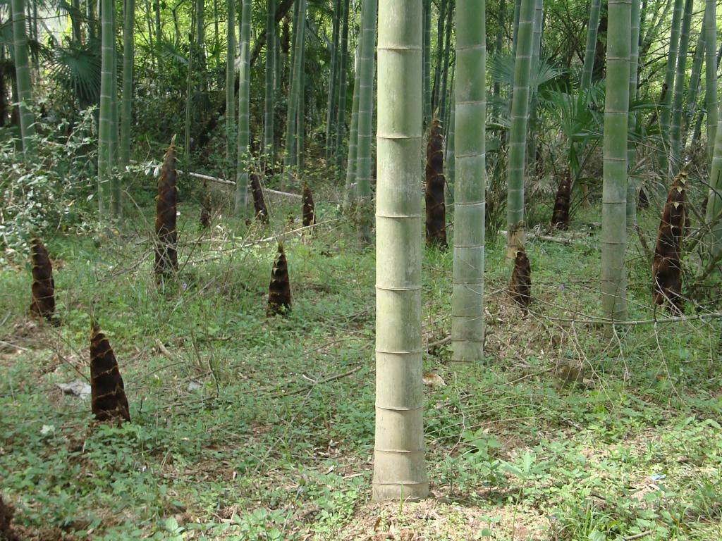 竹筍(中國食材) 竹筍(中國食材)