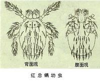 恙蟲幼蟲 恙蟲幼蟲