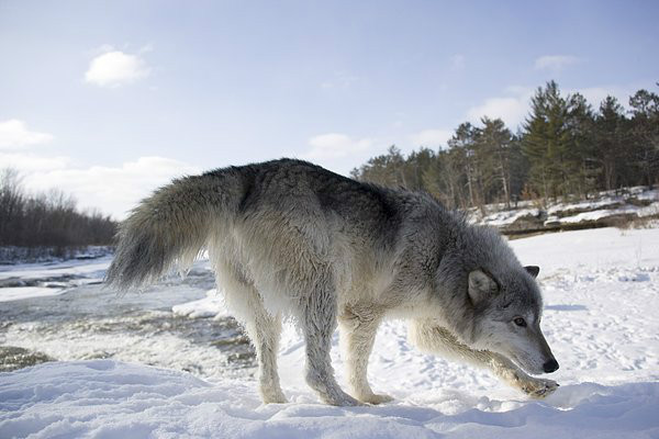 野狼(犬科哺乳動物)