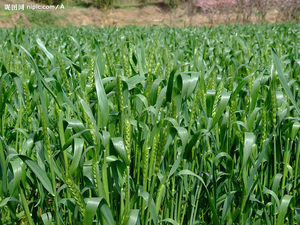 小麥(小麥屬植物的統稱) 小麥(小麥屬植物的統稱)